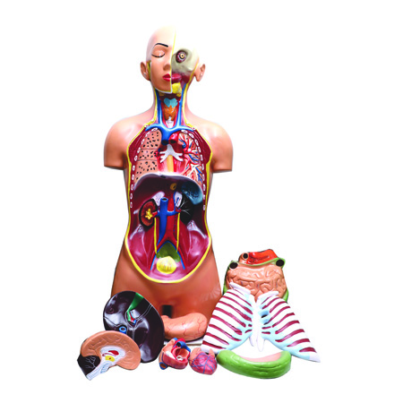 HUMAN-TORSO-12-PARTS-NON MAGNETIC-TORSO.jpg